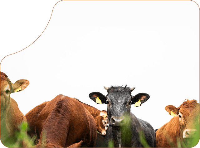 Cows grazing on a farm