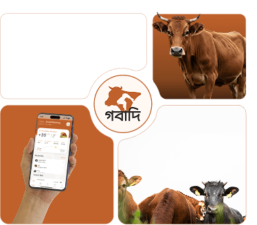Cows grazing on a farm