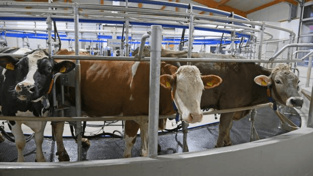 Cow on green farm